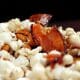 Candied Bacon Popcorn